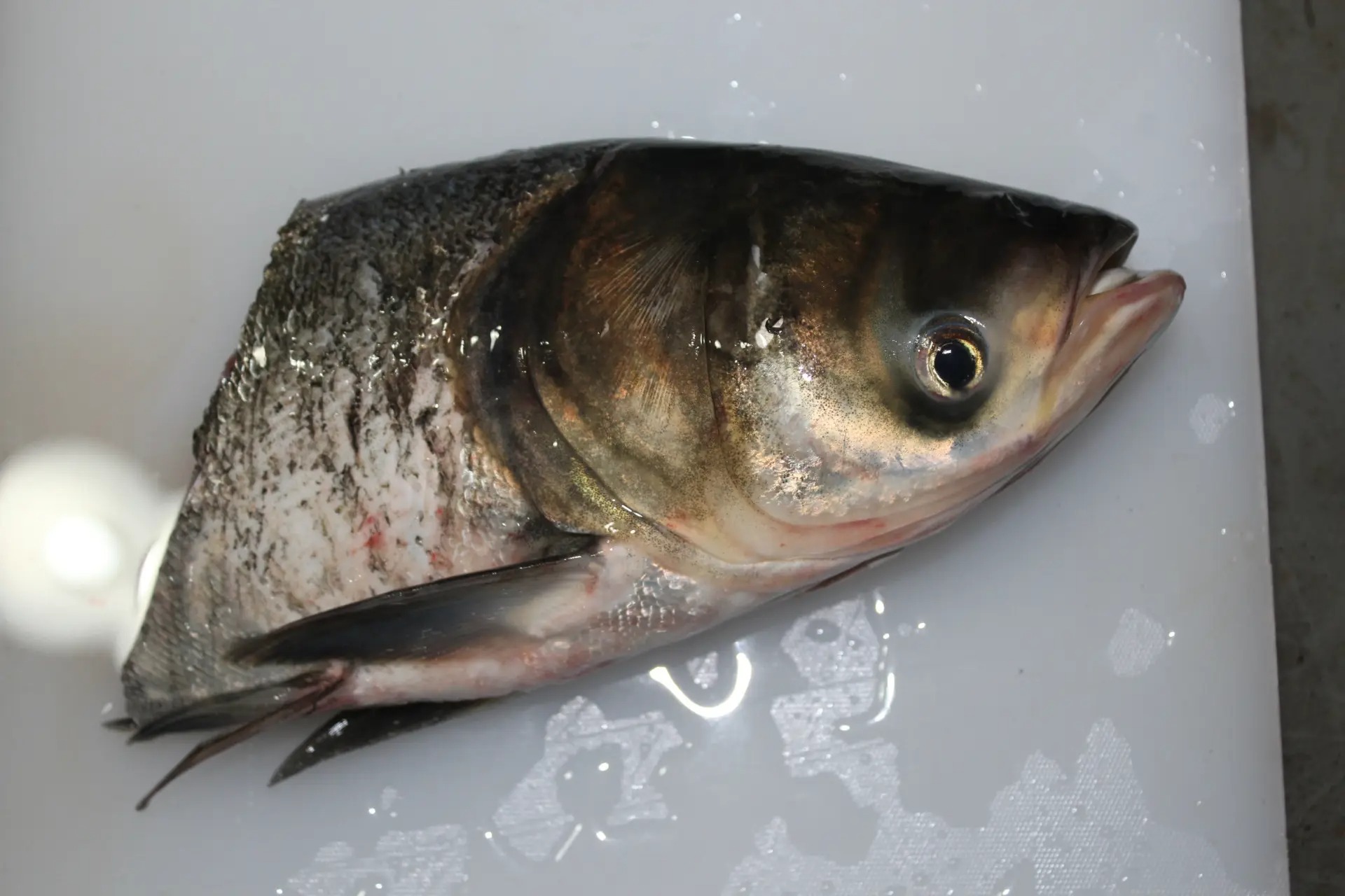 石家莊老李蔬菜配送總店