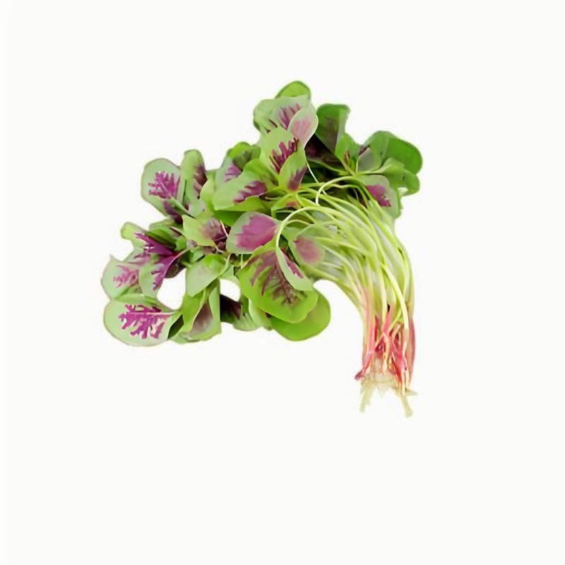 春分的來歷,春分的習俗有哪些,春分的節氣特征